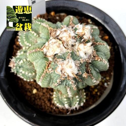 サボテン：アズテキウム 花籠*幅8cm 現品！一品限り : 遊恵