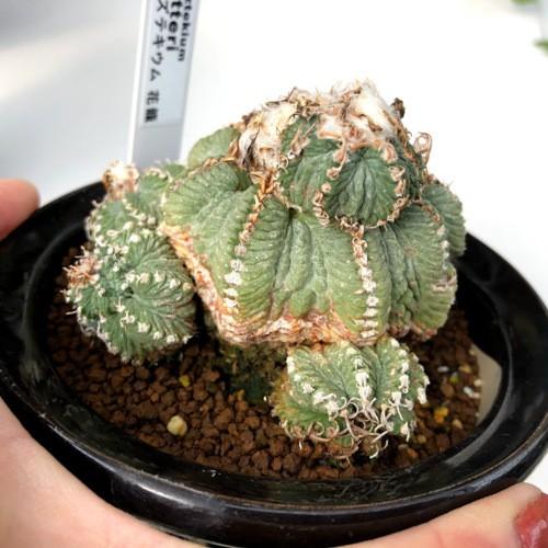 サボテン アズテキウム 花籠 幅8ｃｍ 現品 一品限り S8412v 遊恵盆栽 Yahoo 店 通販 Yahoo ショッピング