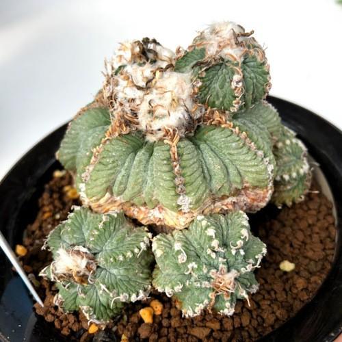 サボテン アズテキウム 花籠 幅8ｃｍ 現品 一品限り S8412v 遊恵盆栽 Yahoo 店 通販 Yahoo ショッピング