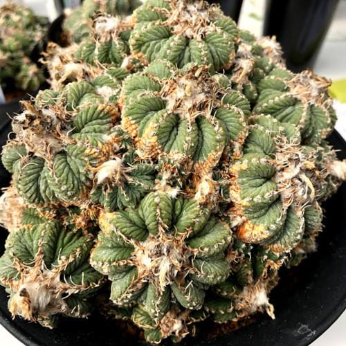 サボテン アズテキウム 花籠 幅16ｃｍ 現品 一品限り S8415v 遊恵盆栽 Yahoo 店 通販 Yahoo ショッピング