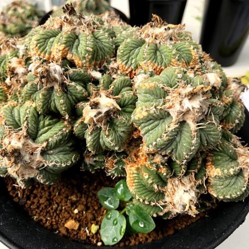 サボテン アズテキウム 花籠 幅16ｃｍ 現品 一品限り S8415v 遊恵盆栽 Yahoo 店 通販 Yahoo ショッピング