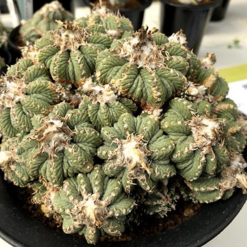 サボテン アズテキウム 花籠 幅16ｃｍ 現品 一品限り S8415v 遊恵盆栽 Yahoo 店 通販 Yahoo ショッピング