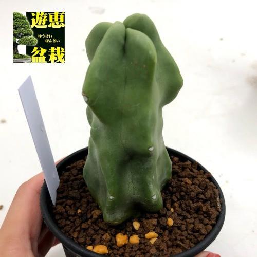 サボテン：ロホセレウス 福禄寿*幅4.5cm : 遊恵盆栽 Yahoo!店 - 通販