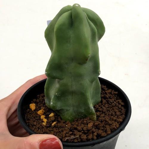 サボテン：ロホセレウス 福禄寿*幅4.5cm : 遊恵盆栽 Yahoo!店 - 通販