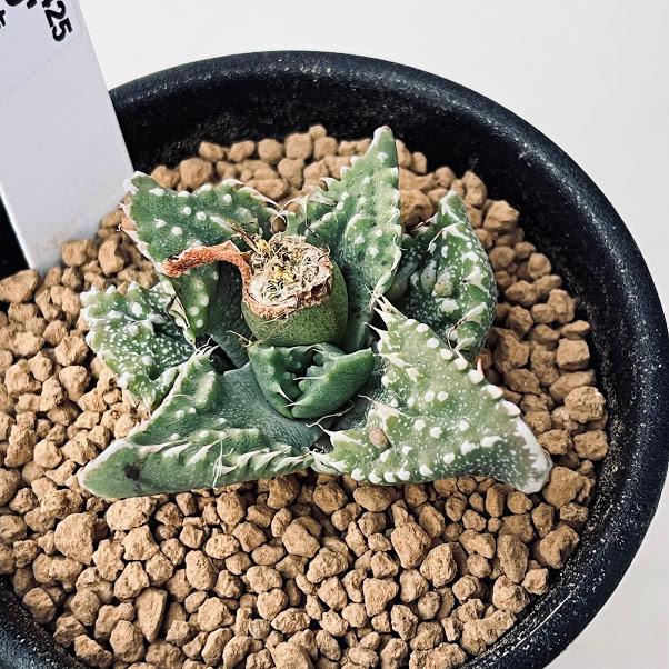 フォーカリア☆怒涛　 a　多肉 怒涛 フォーカリア 多肉植物 群生 セット 1051 - メルカリ