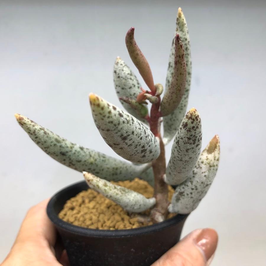 多肉植物：アドロミスクス sp.*幅6cm : 遊恵盆栽 Yahoo!店 - 通販