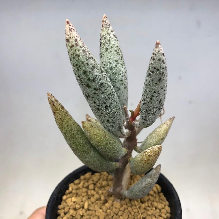 多肉植物：アドロミスクス sp.*幅6cm : 遊恵盆栽 Yahoo!店 - 通販