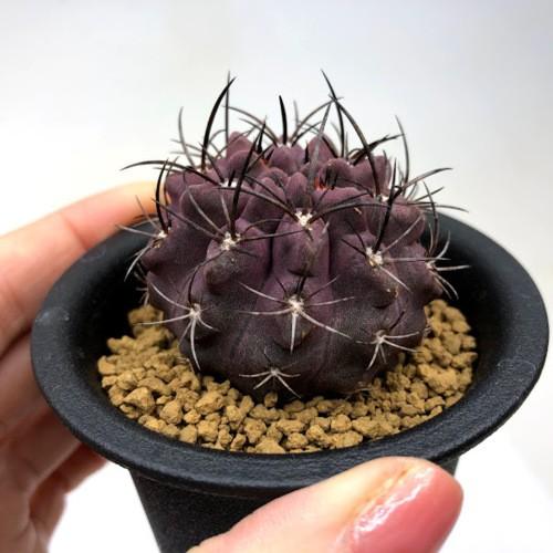 サボテン：エリオシケ ハインリッヒアーナ*幅4.5cm : 遊恵盆栽 Yahoo