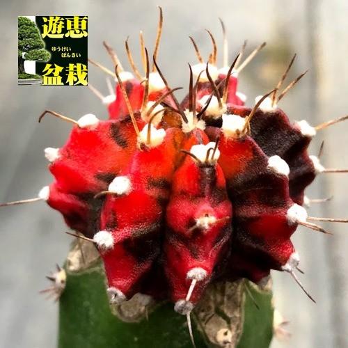 サボテン：ギムノカリキウム 緋牡丹錦 ツギ*幅3.5cm 現品！一品限り 