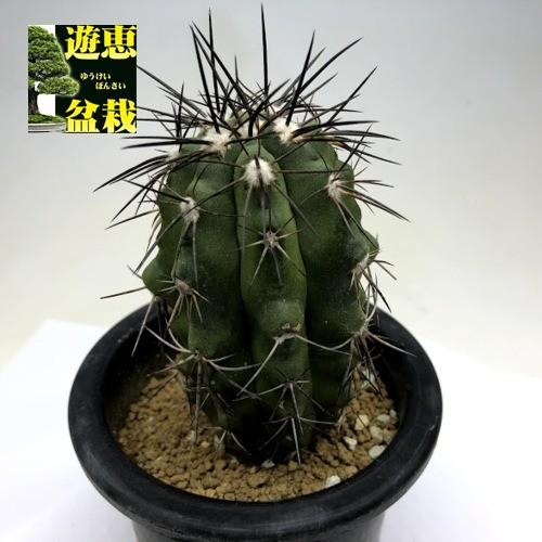 サボテン：コピアポア 竜鱗丸*幅5cm 現品 一品限り : 遊恵盆栽 Yahoo