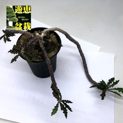 コーデックス：ユーフォルビア デカリー*葉幅28cm 現品！一品限り