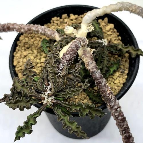 コーデックス：ユーフォルビア デカリー*葉幅28cm 現品！一品限り