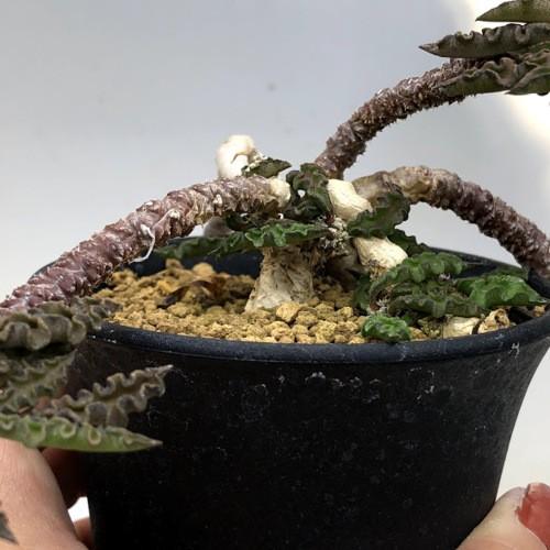 コーデックス：ユーフォルビア デカリー*葉幅28cm 現品！一品限り