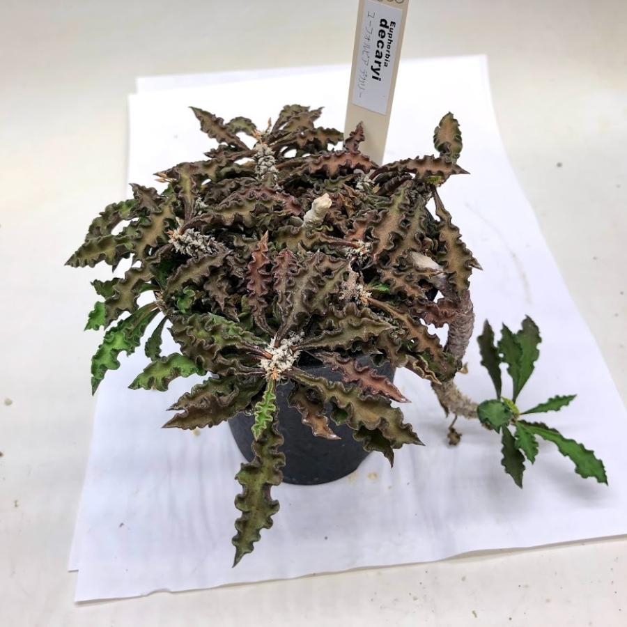 コーデックス：ユーフォルビア デカリー*葉幅14cm 現品！一品限り