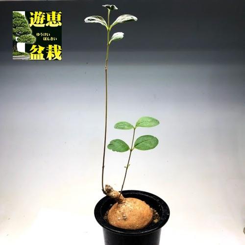 コーデックス：ラフィオナクメ グロボーサ*塊根幅6.5cm 現品！一品