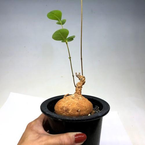コーデックス：ラフィオナクメ グロボーサ*塊根幅6.5cm 現品！一品