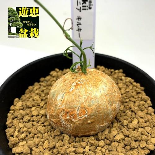 60 Off コーデックス アデニア キルキー 塊根幅4cm 現品 一品限り S8465v 遊恵盆栽 Yahoo 店 通販 Yahoo ショッピング 最先端 Www Maxipiso Com Ar