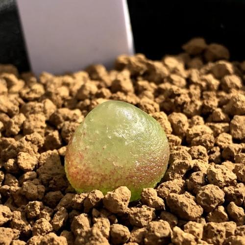 多肉植物 コノフィツム ブルゲリ 幅1cm S8473v 遊恵盆栽 Yahoo 店 通販 Yahoo ショッピング