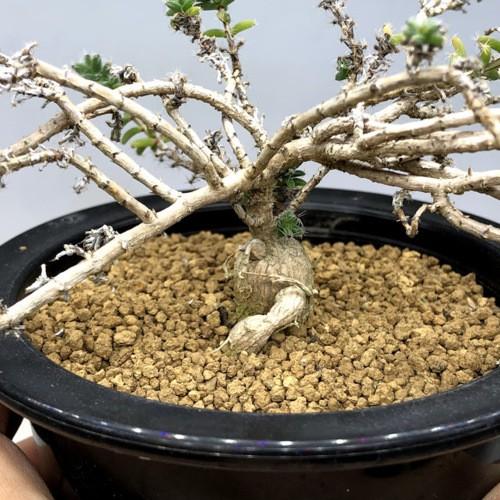 多肉植物：トリコディアデマ 姫紅小松*幅22cm｜y-bonsai｜03