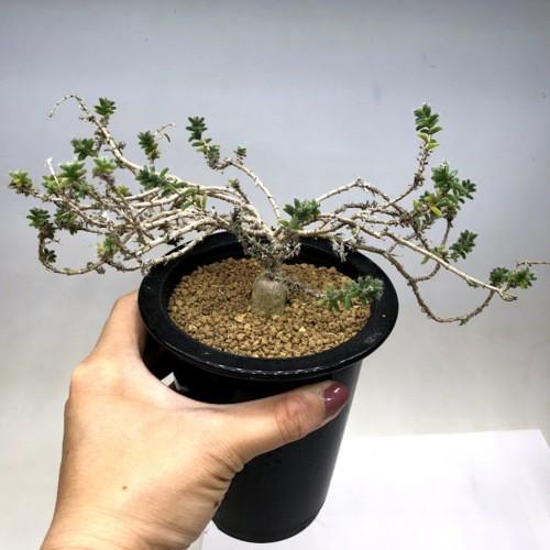 多肉植物：トリコディアデマ 姫紅小松*幅22cm｜y-bonsai｜04