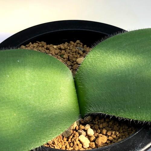 球根植物： ハエマンサス ヒルスタス*葉幅25cm 現品！一品限り : 遊恵