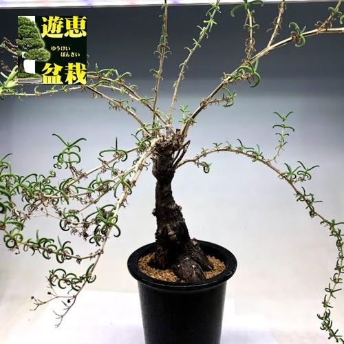 メストクレマ ツベローサム No.001 メストクレマ ツベローサム / Mestoklema tuberosum 冬型