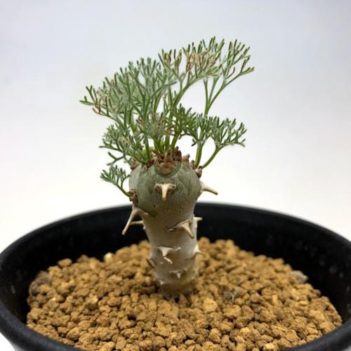 コーデックス：サルコカウロン ペニクリナム*葉幅3.5cm 現品！一品