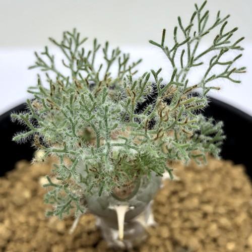 コーデックス：サルコカウロン ペニクリナム*葉幅3.5cm 現品！一品