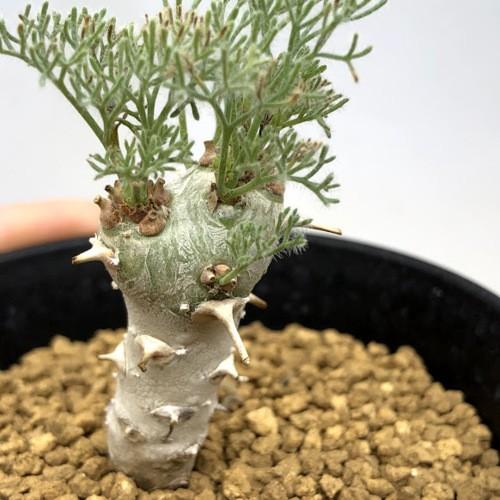 コーデックス：サルコカウロン ペニクリナム*葉幅3.5cm 現品！一品