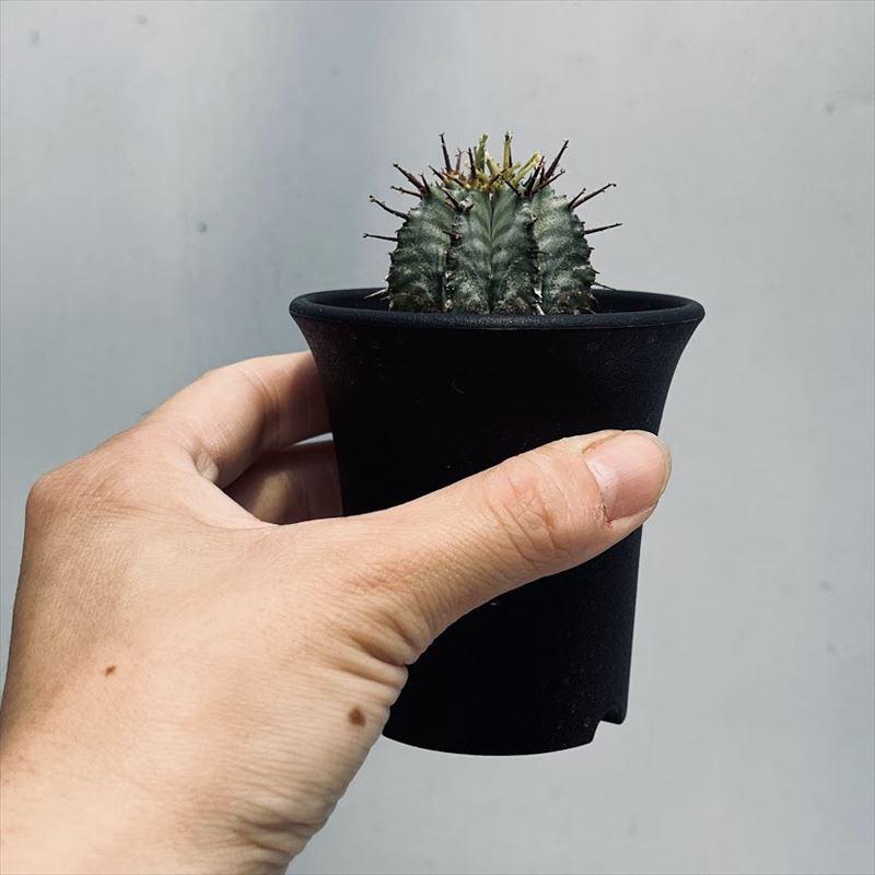 多肉植物:ユーフォルビア ホリダ*M 幅5.5cm|y-bonsai|02