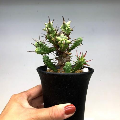 多肉植物：ユーフォルビア ホリダ モンスト*M 幅7cm : 遊恵