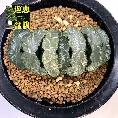 多肉植物 ハオルチア 玉扇 魚神 幅7 5cm 現品 一品限り S8508v 遊恵盆栽 Yahoo 店 通販 Yahoo ショッピング