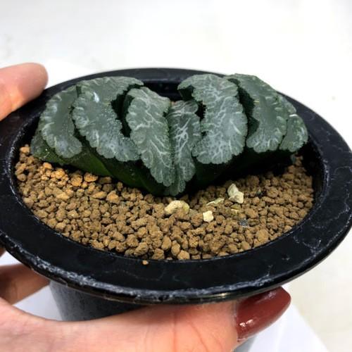 数量限定 特売 多肉植物 ハオルチア 玉扇 魚神 幅7 5cm 現品 一品限り 送料無料 Www Fedelatina Org