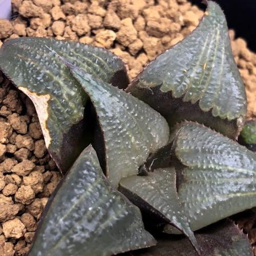 多肉植物：ハオルチア バディア*幅6cm 現品！一品限り ※一部葉に焼け