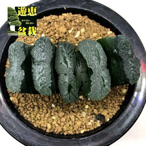 代引不可 多肉植物 ハオルチア 玉扇 半野氏緑島 幅6 5cm 現品 一品限り 新発売の Www Univag Tn