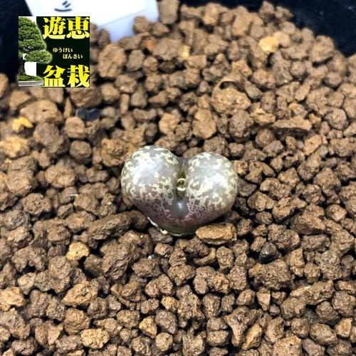 (発芽確認済み)コノフィツム　ペルシダム系　117種類セット　10粒ずつ コノフィツムペルシダムを4種類お迎え｜園芸日記by女仙太郎｜みんなの