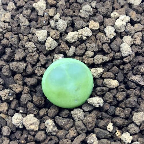 多肉植物：コノフィツム ラツム 桃尻娘*幅1cm 現品！一品限り : 遊恵