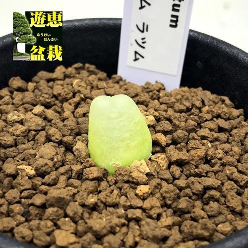 多肉植物：コノフィツム ラツム 桃尻娘*幅1cm 現品！一品限り : 遊恵