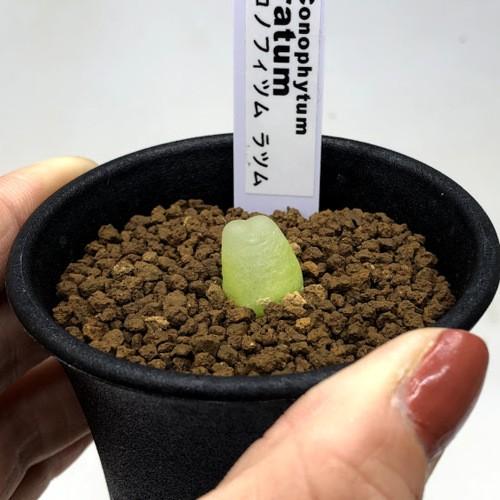 多肉植物：コノフィツム ラツム 桃尻娘*幅1cm 現品！一品限り : 遊恵