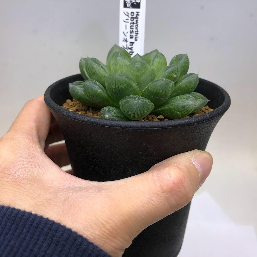 多肉植物：ハオルチア グリーンオブツーサhyb.*幅7cm : 遊恵盆栽