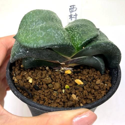 多肉植物：ガステリア　西村臥牛*幅8ｃｍ　現品！一品限り｜y-bonsai｜02