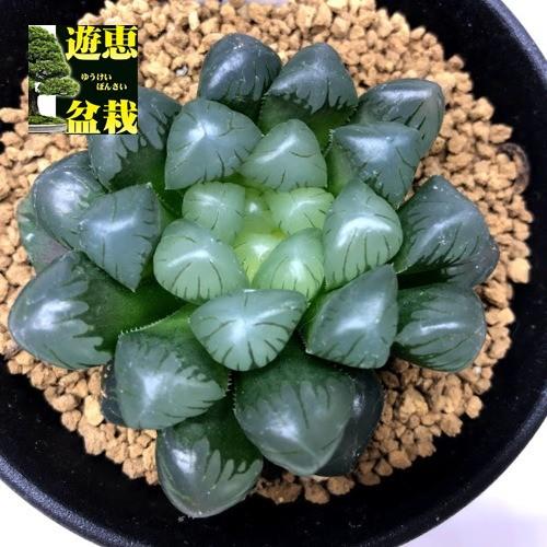6c ハオルチア　多肉植物　紫王オブツーサ錦糊斑　自家繁殖 6c ハオルチア 多肉植物 紫王オブツーサ錦糊斑 自家繁殖 - メルカリ
