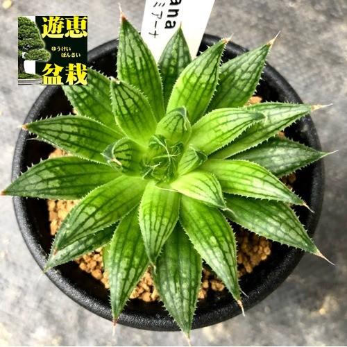 多肉植物：ハオルチア マルミアーナ *幅7cm : 遊恵盆栽 Yahoo!店