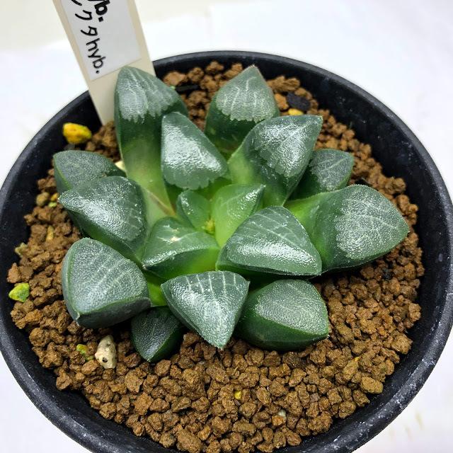 多肉植物:ハオルチア コレクタ hyb.*幅6.5cm : 遊恵盆栽 多肉植物:ハオルチア コレクタ hyb.*幅6.5cm : 遊恵盆栽