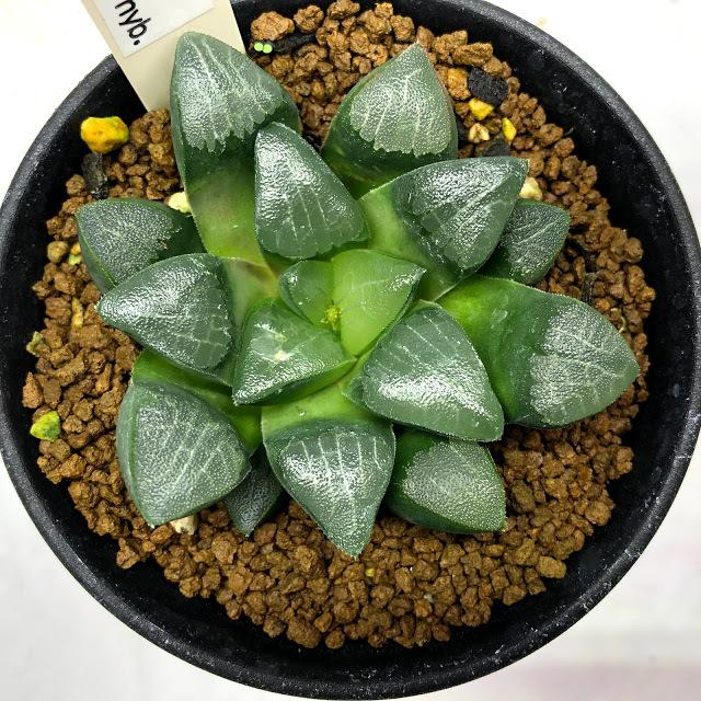 多肉植物：ハオルチア コレクタ hyb.*幅6.5cm : 遊恵盆栽 Yahoo!店