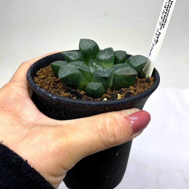 多肉植物：ハオルチア コレクタ hyb.*幅6.5cm : 遊恵盆栽 Yahoo!店