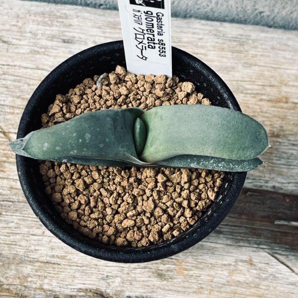 多肉植物：ガステリア グロメラータ*幅8cm : 遊恵盆栽 Yahoo!店