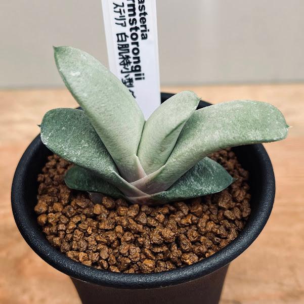 多肉植物 ガステリア 白肌特小型ダルマ臥牛 幅7ｃｍ S8554v 遊恵盆栽 Yahoo 店 通販 Yahoo ショッピング