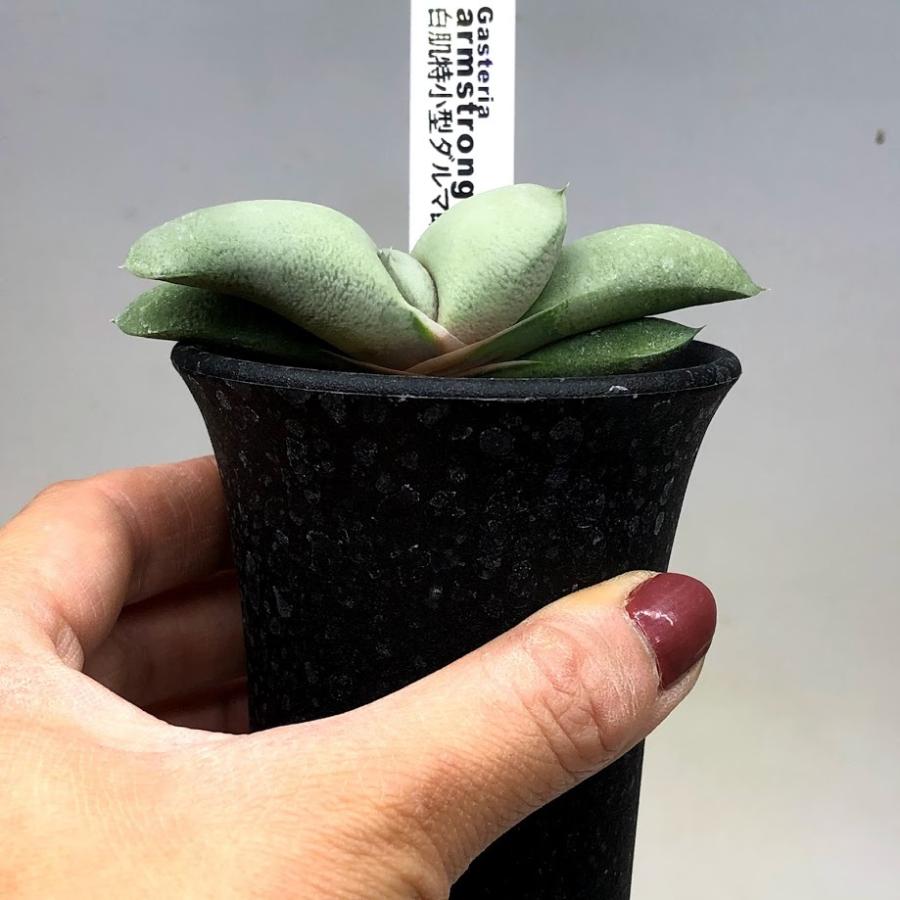 多肉植物 ガステリア 白肌特小型ダルマ臥牛 幅7ｃｍ S8554v 遊恵盆栽 Yahoo 店 通販 Yahoo ショッピング
