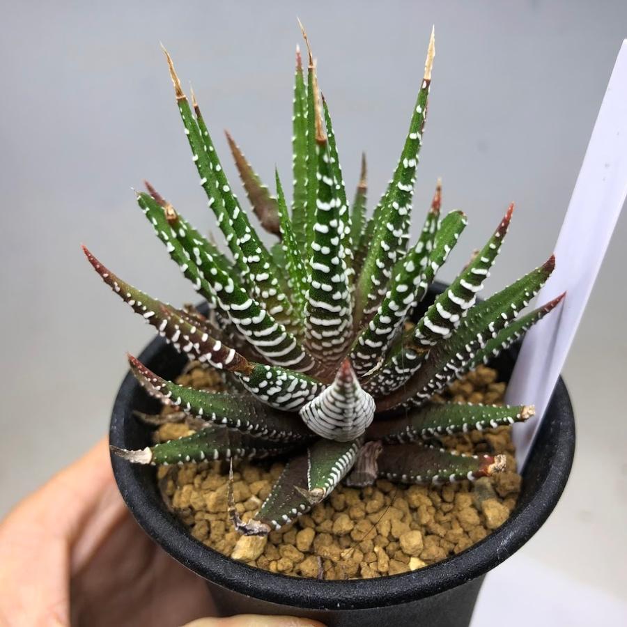 多肉植物 ハオルチア 十二の巻 ｓ 幅9cm S8555v 遊恵盆栽 Yahoo 店 通販 Yahoo ショッピング